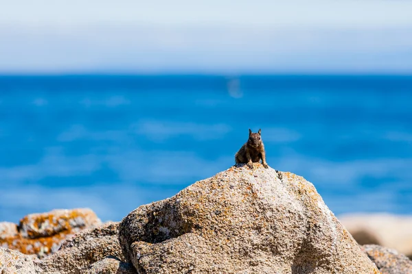 Kalifornisches Erdhörnchen (otospermophilus beecheyi)) — Stockfoto