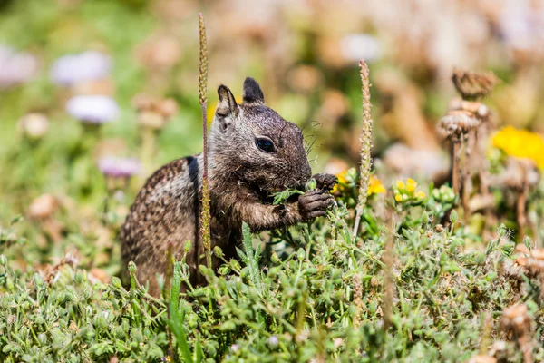 Ardilla terrestre de California (Otospermophilus beecheyi ) — Foto de Stock