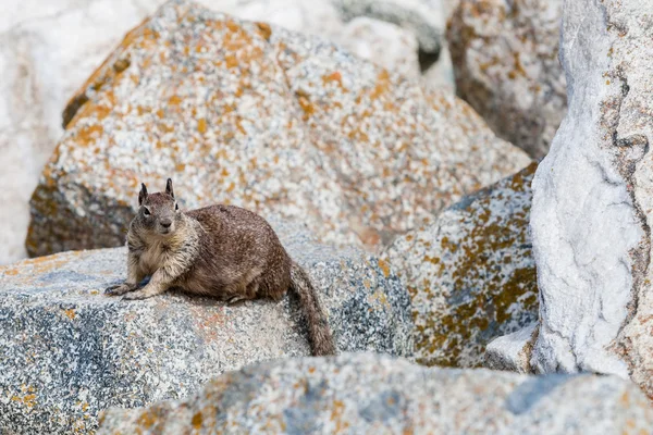 Ardilla terrestre de California (Otospermophilus beecheyi) en Seal Ro — Foto de Stock