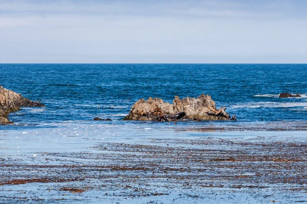 Seal Rock met zeeleeuwen op 17 mijl rijden — Stockfoto