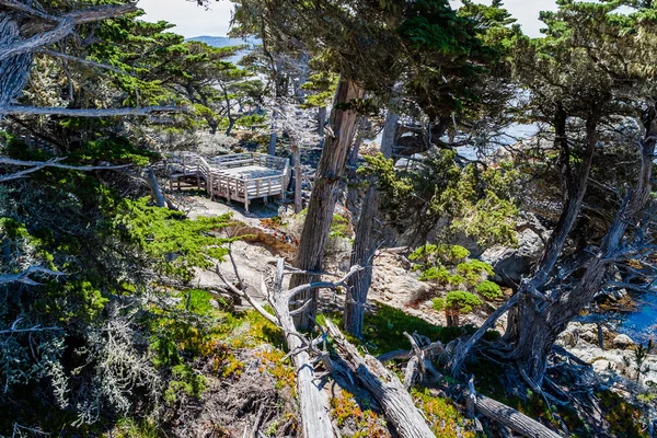 Cypress Point, 17 Mile Drive — Stock Photo, Image