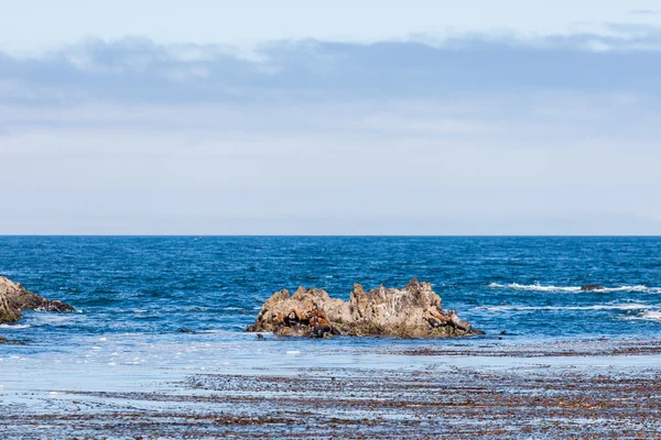 Seal Rock med sjölejon på 17 Mile Drive — Stockfoto