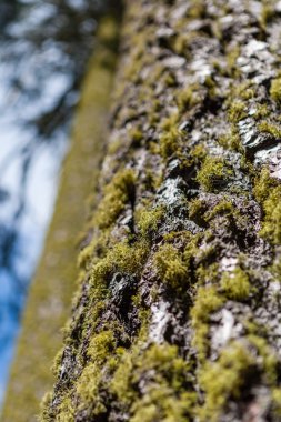 Ağaç gövdesi ile yosun ve ağaç liken