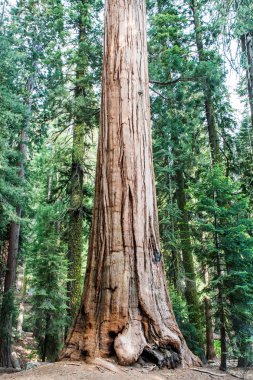 Giant sequoia tree Sequoiadendron giganteum in Sequoia National clipart