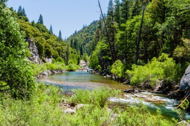 Redwood Creek, otoyol 180, Kings Kanyon Milli Parkı, California'dan