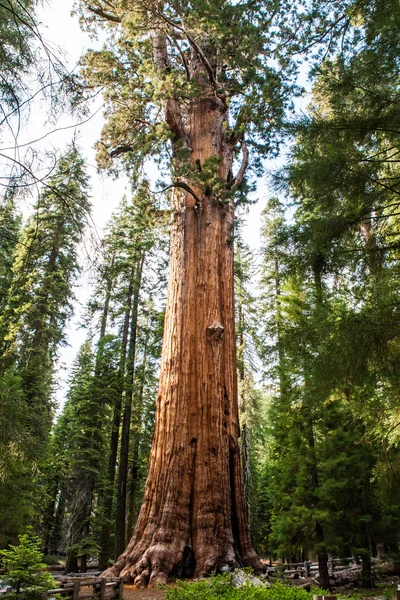 Dev sekoya ağacı Sequoiadendron giganteum Sequoia Ulusal içinde