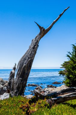 big sur California 17 kilometre sürücü Pescadero noktada