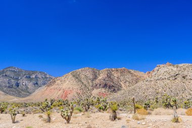 Red Rock Canyon panoramik, Mojave Çölü, Nevada, ABD
