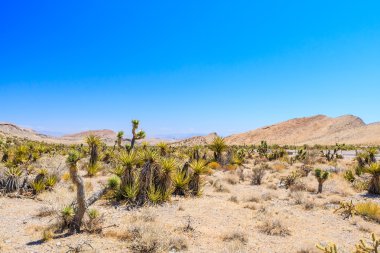 Joshua tree, Red Rock Canyon, Nevada, ABD