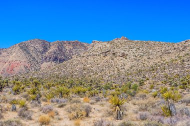 Red Rock Canyon panoramik, Mojave Çölü, Nevada, ABD
