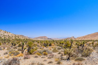 Joshua tree, Red Rock Canyon, Nevada, ABD