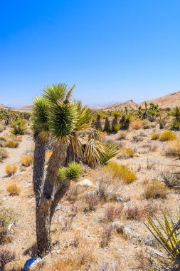 Joshua tree, Red Rock Canyon, Nevada, ABD