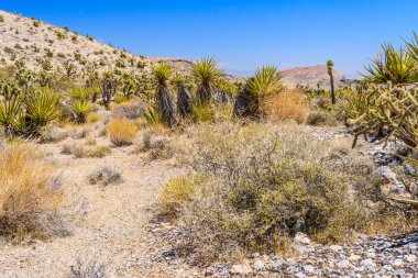 Kaktüs, Red Rock Canyon, Nevada, ABD