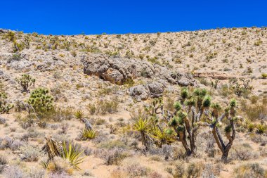 Kaktüs, Red Rock Canyon, Nevada, ABD