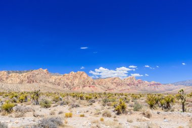 Red Rock Canyon panoramik, Mojave Çölü, Nevada, ABD