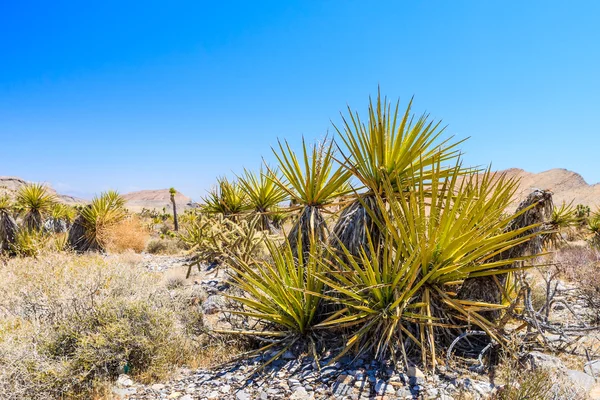 Kaktus, Red Rock Canyon, Nevada, Stany Zjednoczone Ameryki — Zdjęcie stockowe
