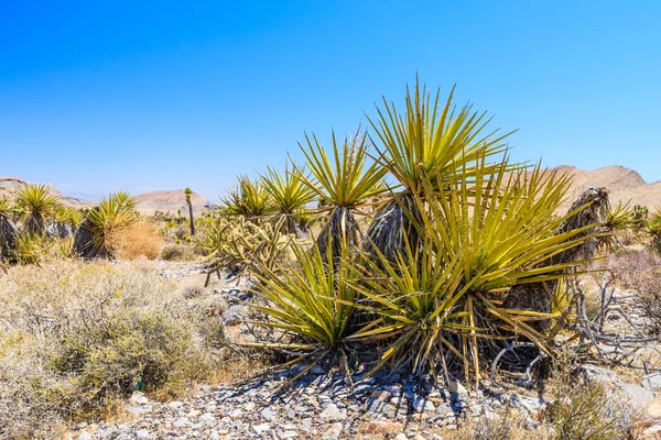 Cactus, Red Rock Canyon, Nevada, Estados Unidos — Foto de Stock