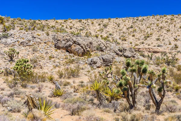 Cactus, Red Rock Canyon, Nevada, Estados Unidos — Foto de Stock