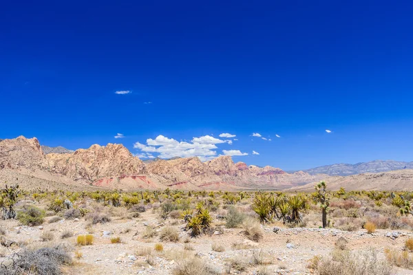 Red Rock Canyon panoramik, Mojave Çölü, Nevada, ABD