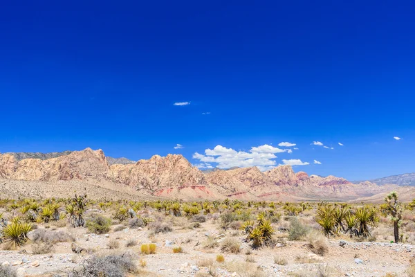 Red Rock Canyon panoramik, Mojave Çölü, Nevada, ABD