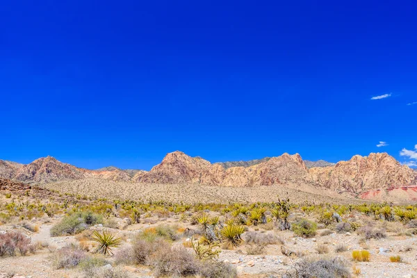 Red Rock Canyon panoramik, Mojave Çölü, Nevada, ABD