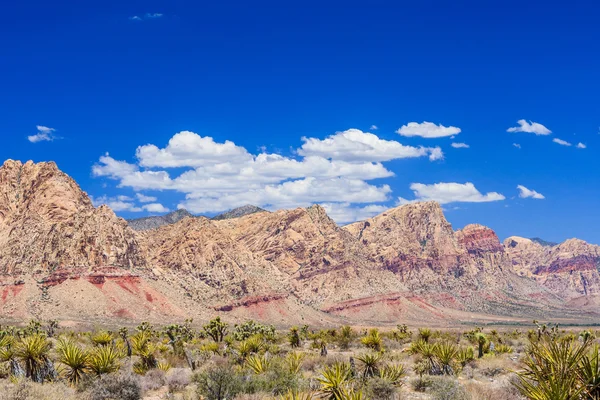 Red Rock Canyon panoramik, Mojave Çölü, Nevada, ABD