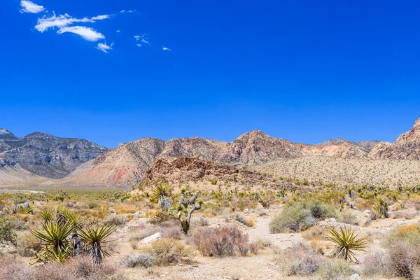 Red Rock Canyon panoramik, Mojave Çölü, Nevada, ABD