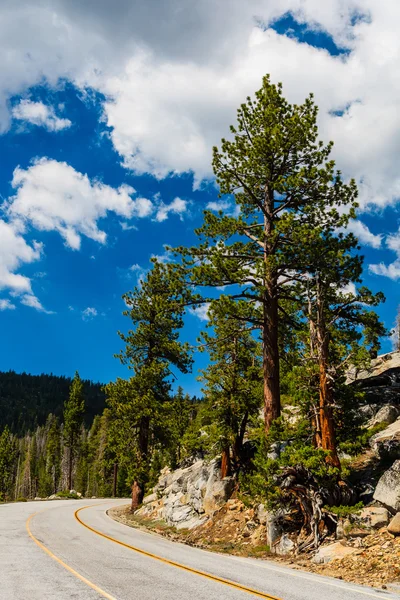 Tree at Tioga Pass, Yosemite National Park, Sierra Nevada, USA — Stock Photo, Image
