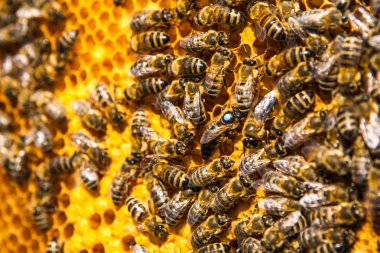 Arılar honeycells üzerinde 