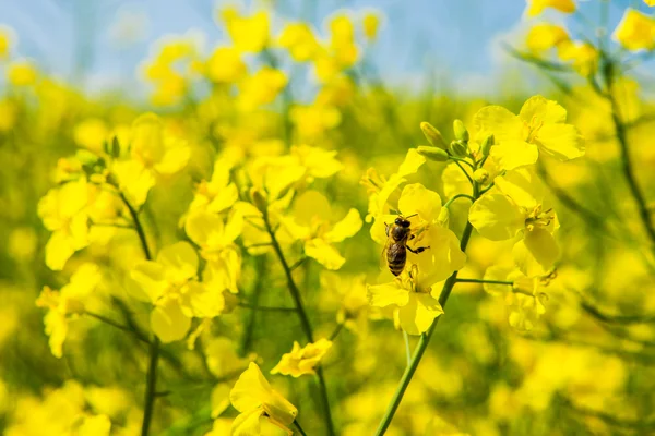 Querida abelha em uma flor de estupro no campo de estupro — Fotografia de Stock