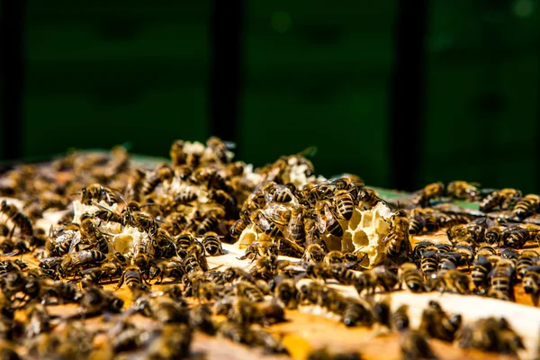 Bees on honeycomb in a beehive — Stock Photo, Image