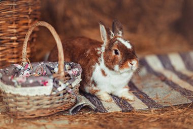 Kırmızı kahverengi tüylü tavşan bebek elinde sepetle halının üzerinde oturuyor. Evdeki sevimli tavşan yavrusunun portresi. Yaklaş.. 