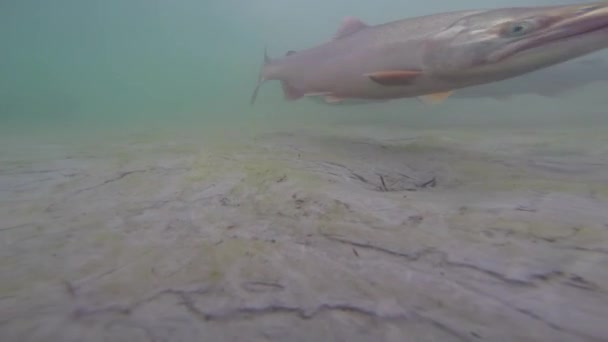 Salmón en Alaska - Bajo el agua — Vídeo de stock