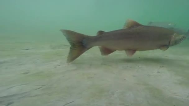 Salmón en Alaska - Bajo el agua — Vídeo de stock