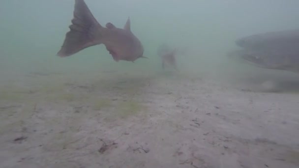 Łososia na Alasce - pod wodą — Wideo stockowe
