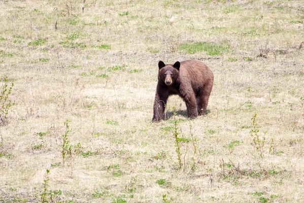 Orso cannella — Foto Stock