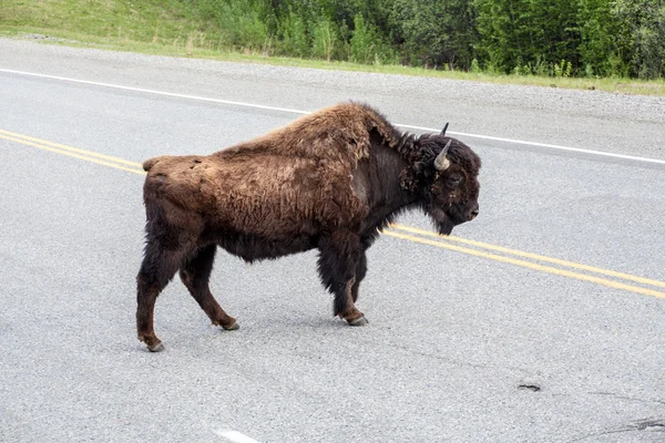 Bison korsningen väg — Stockfoto