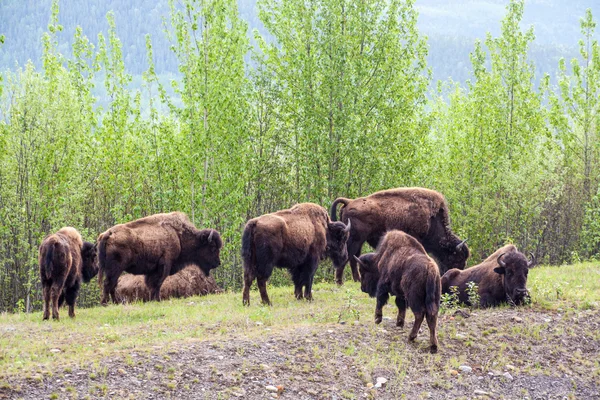 Manada de bisontes — Foto de Stock