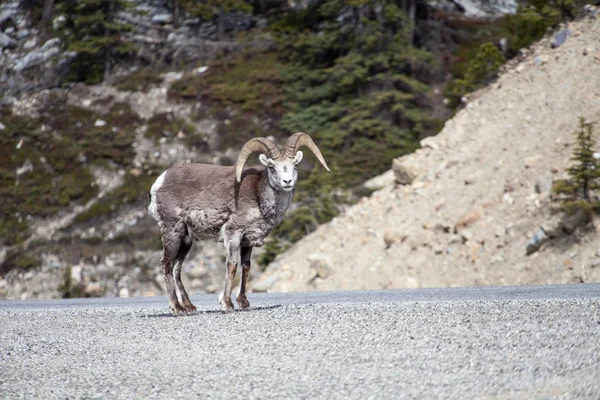 Stone Sheep — Stock Photo, Image