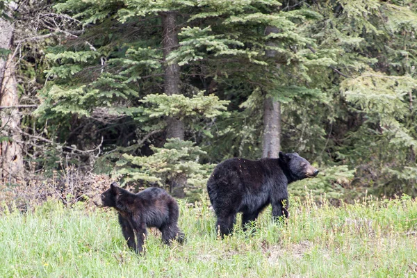 Siyah ayı ve yavrusu — Stok fotoğraf