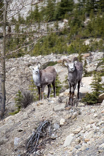 Stone Sheep — Stock Photo, Image