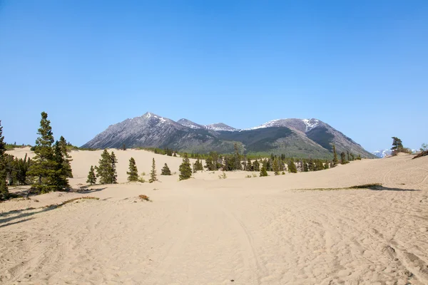 Desierto de Carcross Fotos de stock libres de derechos