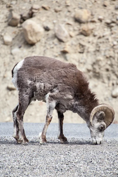 Stone Sheep Stock Photo