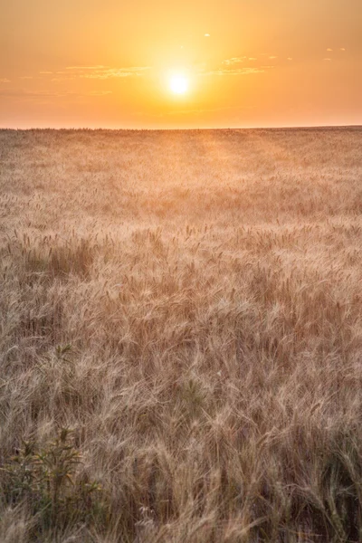 Pôr do sol sobre campo de trigo — Fotografia de Stock