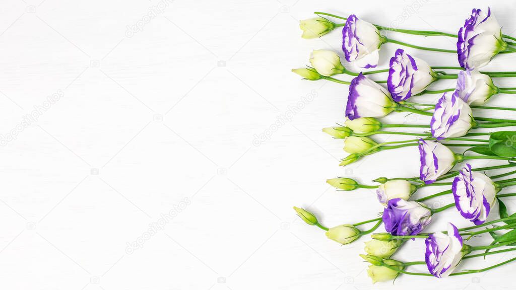 Lisianthus blue or eustoma on the white background closeup. Banner photo with space for your text, top view. Nice design for greeting with Valentine's day, Mother's day or any anniversary. 