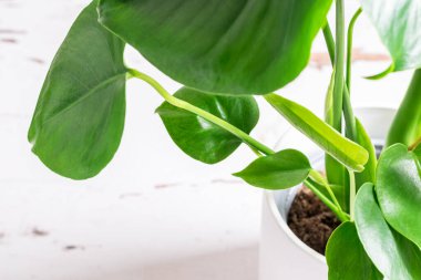 Tropikal canavarın leziz bitkisinin yeni ve taze bir yaprağı. Ev bitkisinin yeni yaşamı.