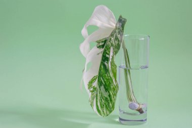 Canavar Yarım Ay yaprağı, cam içinde ve suyu yakın plan. Canavar türünün beyaz ve yeşil yaprakları. Sudaki canavar çeşitliliğinin sapı. Ev yapımı tropikal bitki