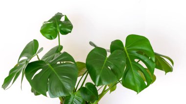 Beyaz duvar arka planında Monstera Deliciosa. Canavar delinmiş yapraklar yakın plan. Ev bahçesi bakım konsepti.