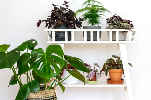 Home plants on the wall background closeup. Monstera deliciosa and some interior plants. Home garden, plants caring concept.