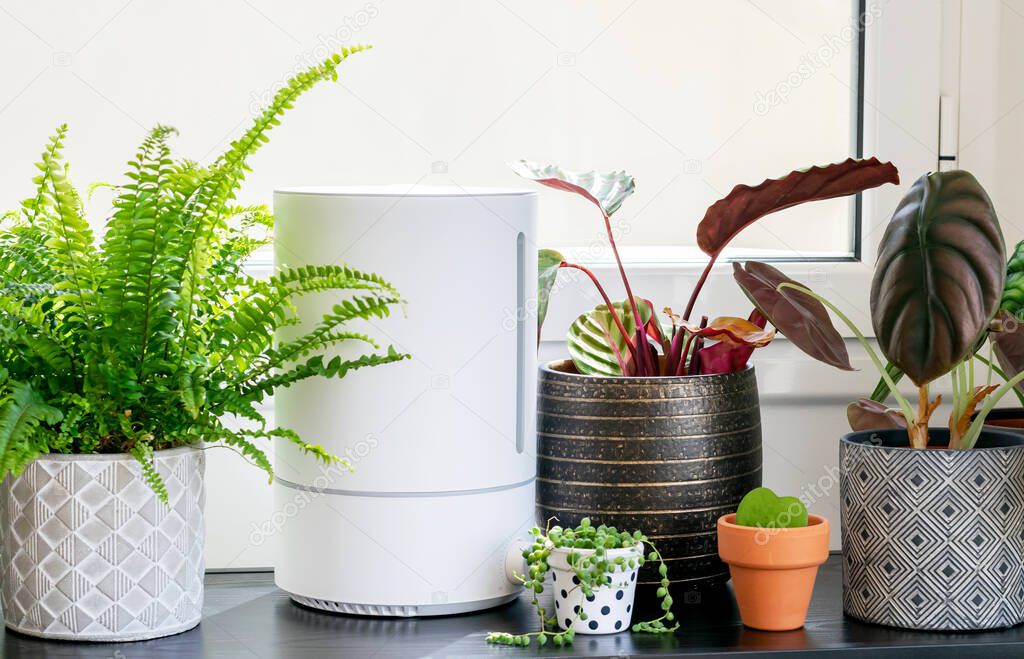 Stylish composition of home  plants in different hipster pots and electric humidifier. Modern decor of home plants. Template, minimalistic concept.Taking care of home plants.